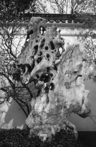 Banyun, a rare piece of Taihu rock standing in the outer courtyard of Lan Su Garden. Chinese scholars’ rocks, known as rare stones (gongshi) or fantastic stones (guaishi), have been much sought after throughout history. Among many varieties, Taihu rocks were farmed from Lake Tai in Jiangsu province. The perforated surfaces of the stones were formed by drilling the limestone and then immersing the rocks in the lake, where they were exposed to the erosive actions of water, waves, and sand, sometimes for hundreds of years. When the rocks were harvested, the perforations often appeared to be natural, and Taihu rocks have been likened to miniature cosmic mountains with heavenly grottoes and fantastic peaks. Collected and treasured since early times, these rocks are sometimes large and are often placed in gardens, such as those in the city of Suzhou.