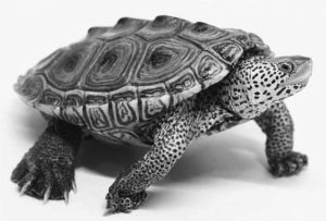 A small diamondback terrapin walking. 