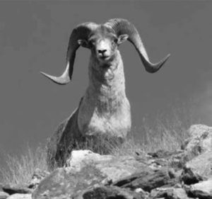 Photograph of a large argali sheep. The sheep has extremely large and curved antlers. The argali, also known as the mountain sheep, is a wild sheep that roams the highlands of western East Asia, the Himalayas, Tibet, and the Altai Mountains.  Argali's can weigh between 210 – 400 lbs (Male, Adult) and 95 – 220 lbs (Female, Adult).