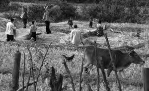 many people harvesting rice as a cow walks by