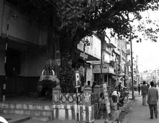 photo of a tree shrine